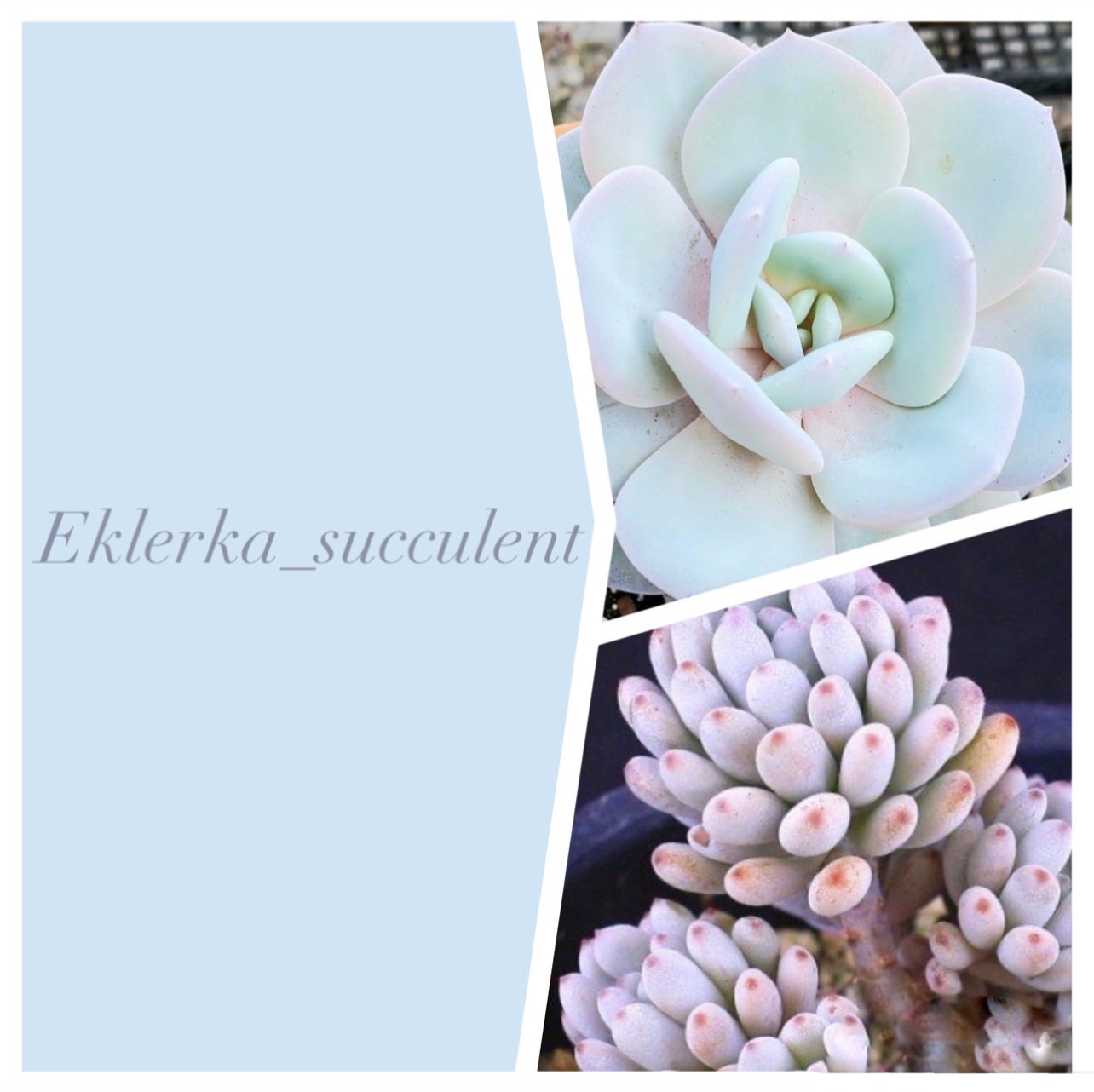 Eklerka_succulent