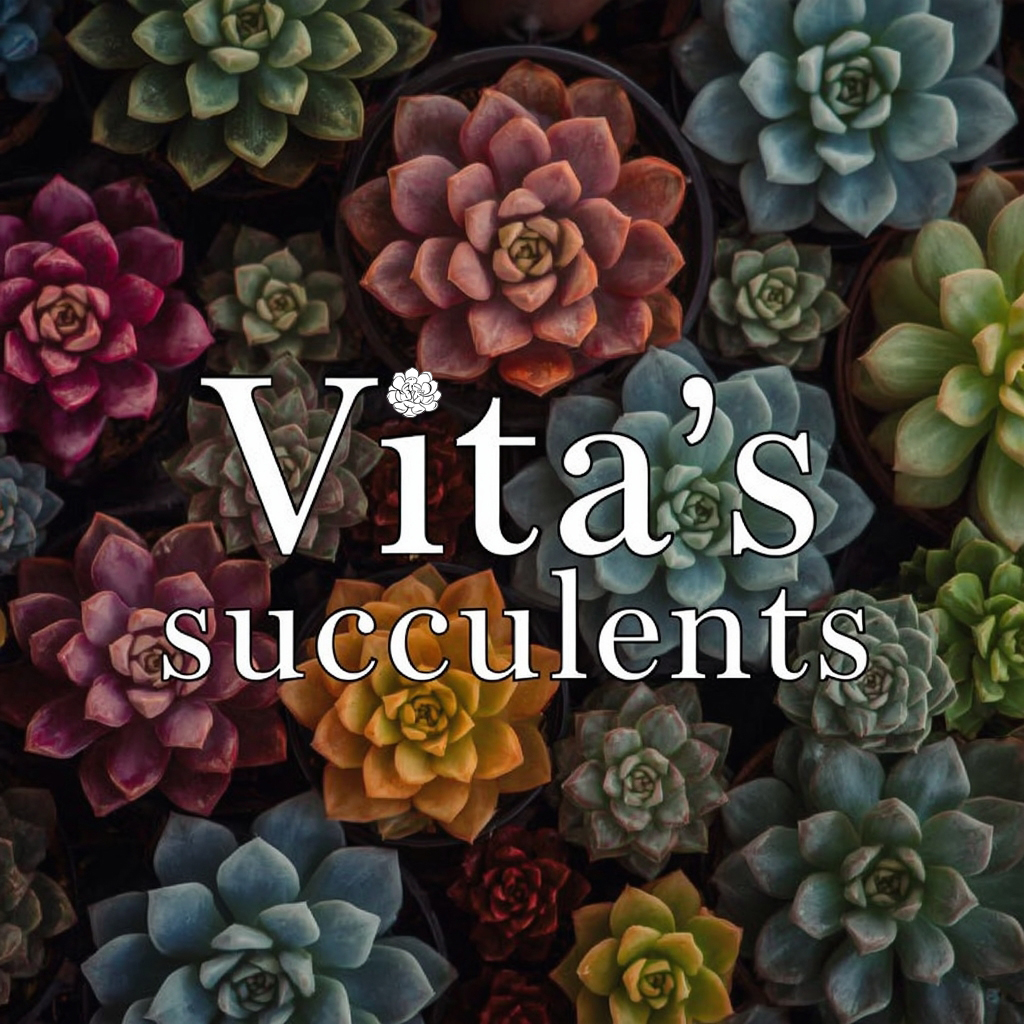 Adorable Vita's Succulents