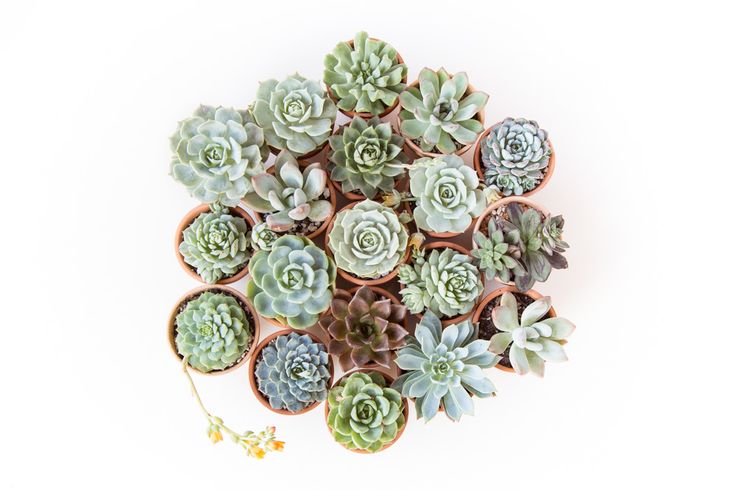 MiraSucculent