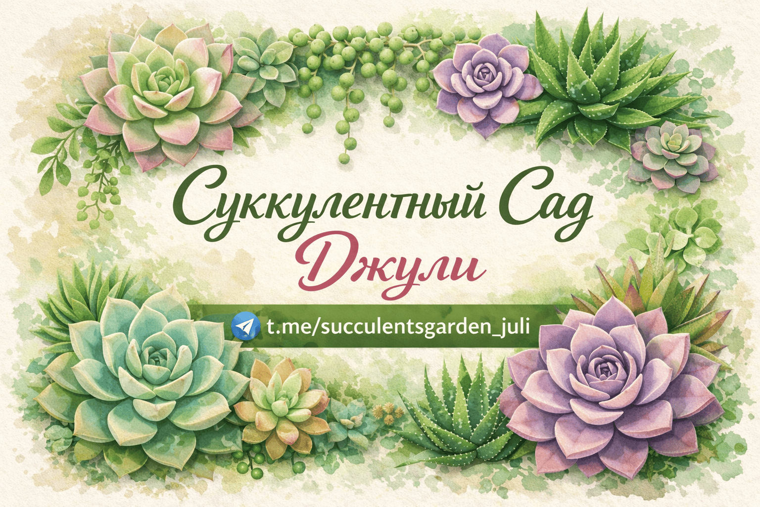 Суккулентнвй сад Джули