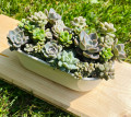 Plants Friends