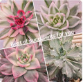 Best of sukkulents for you