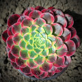 Succulents_26