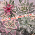 Best of sukkulents for you