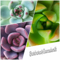 Barbara&Succulents