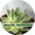 Amazing_succulents