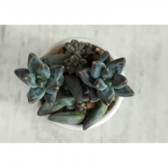 Пахифитум Вайнберга