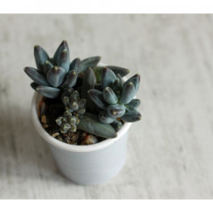 Pachyphytum compactum glaucum