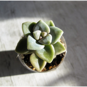 Graptopetalum paraguayense subs. bernalense