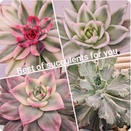 Best of sukkulents for you