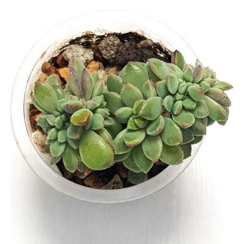 Ұлы мен анасы секс туралы видео