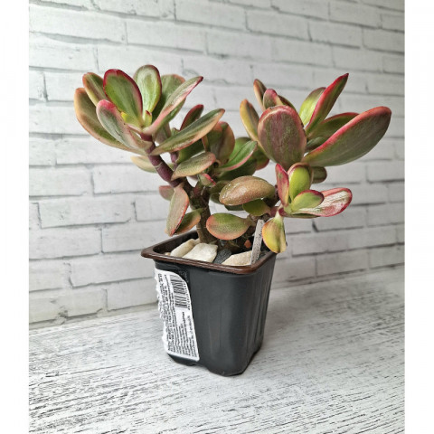 3.hoshi_succulent様 Amazing_succulents