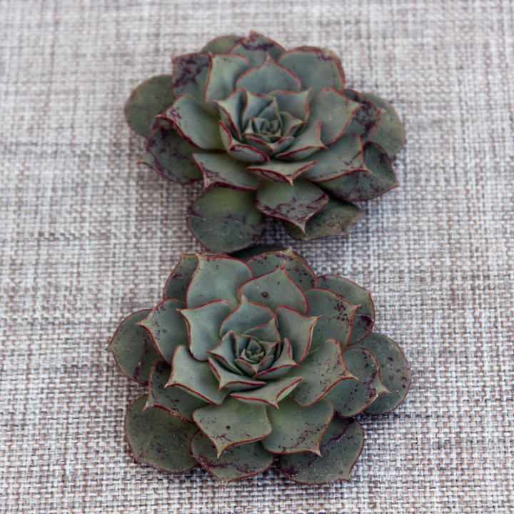 Эхеверия лонгиссима