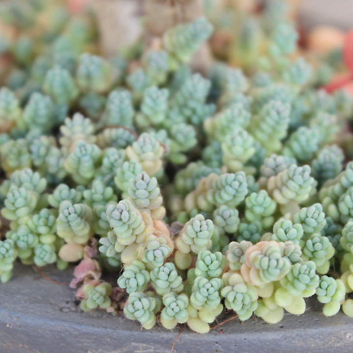 Очиток густолистный